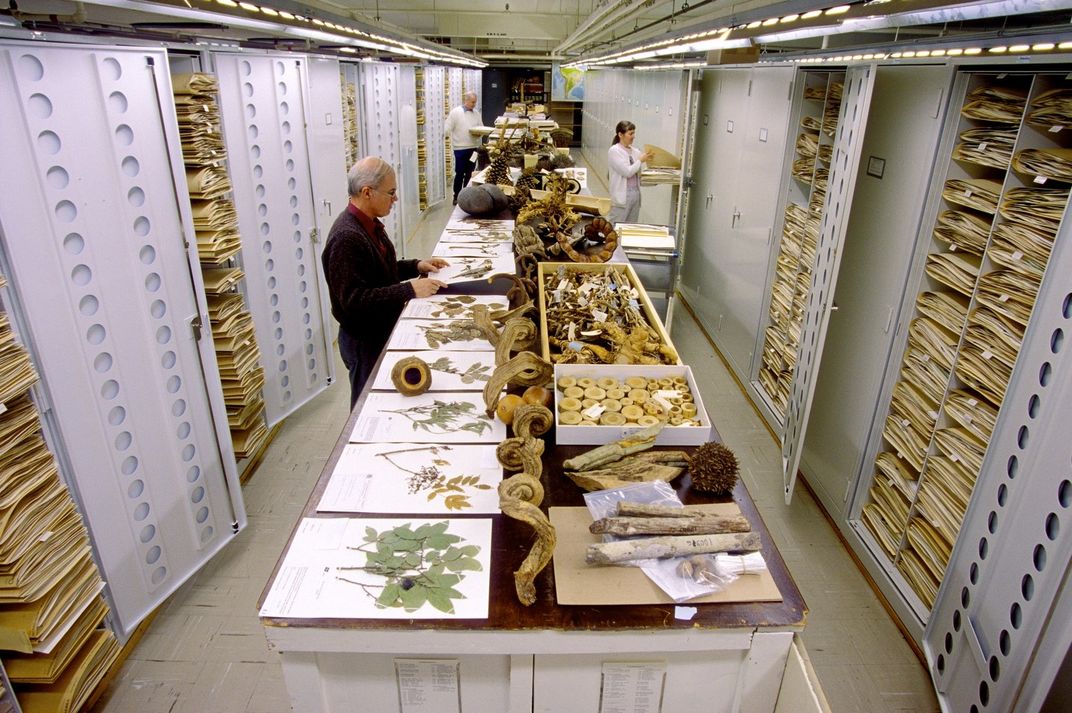 Three people working in stacks containing pressed plants