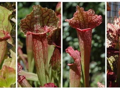 Sarracenia pitcher plants typically live in bogs in the southeastern United States.