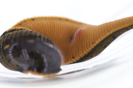 Scientists at the Smithsonian’s National Museum of Natural History discovered all sorts of cool things in 2019 including the first North American medicinal leech (Macrobdella mimicus) in more than 40 years. (Anna Phillips, Smithsonian) 