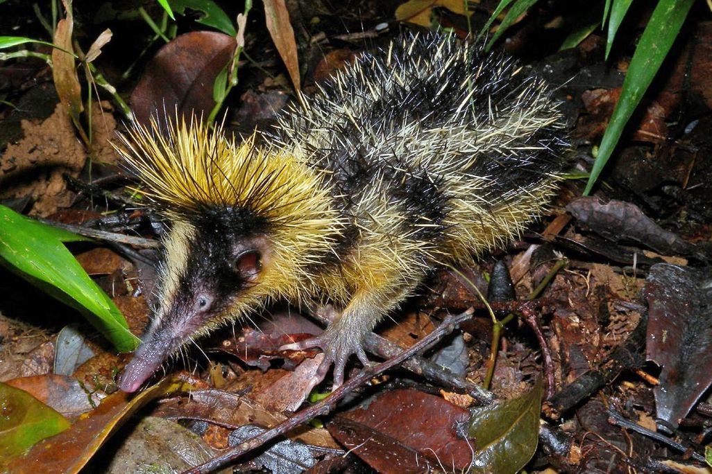 Spiky Tenrec