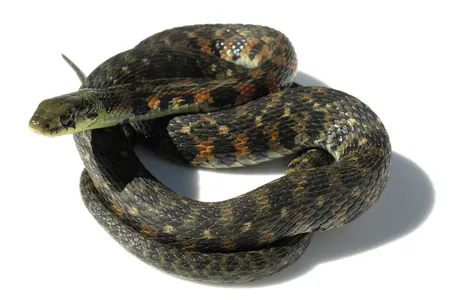A tiger keelback feeds on poisonous toads and stores the poison for its own use.