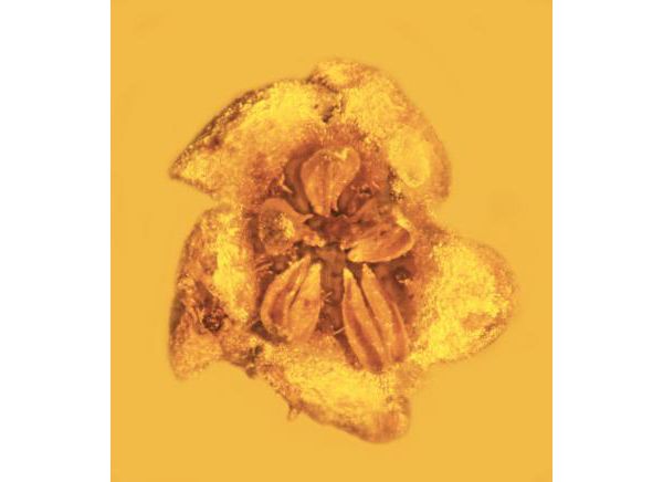 New Species of Prehistoric Flower Discovered Preserved in Amber