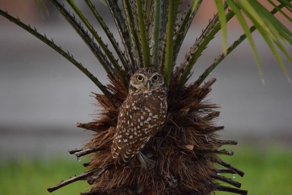 Burrowing Owl sitting in Palm Tree thumbnail