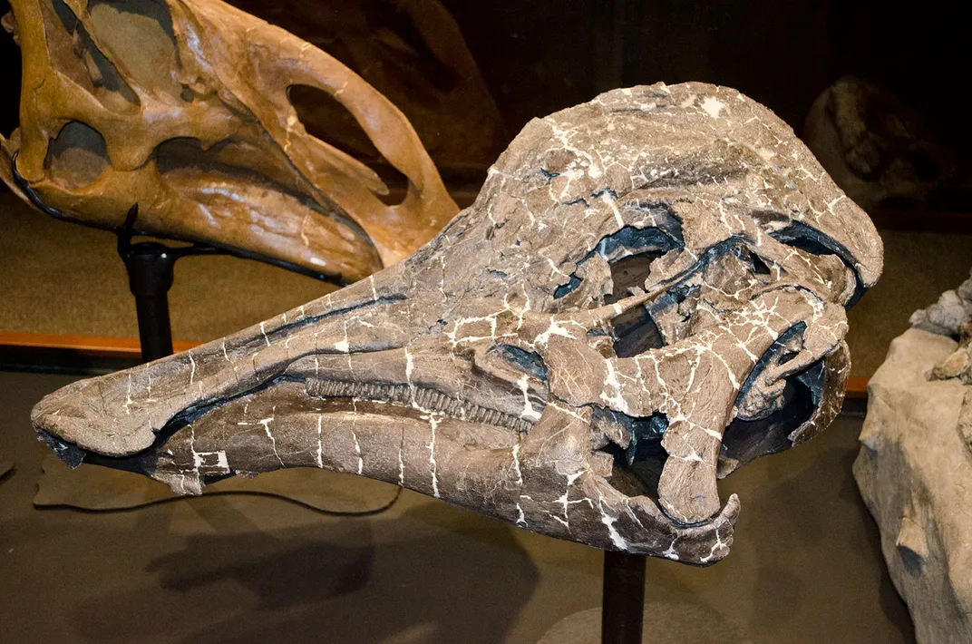 Hypacrosaurus stebingeri