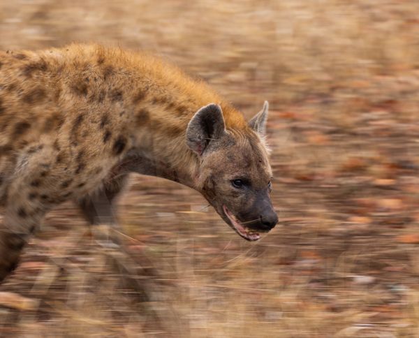 Hunting Hyena thumbnail