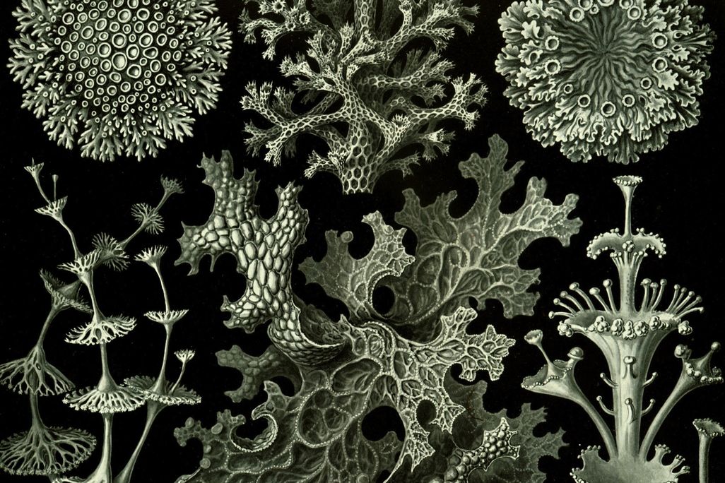 20130102115020lichen.jpg
