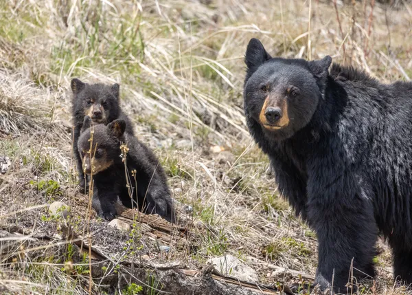 Black Bear Sow & Cubs thumbnail