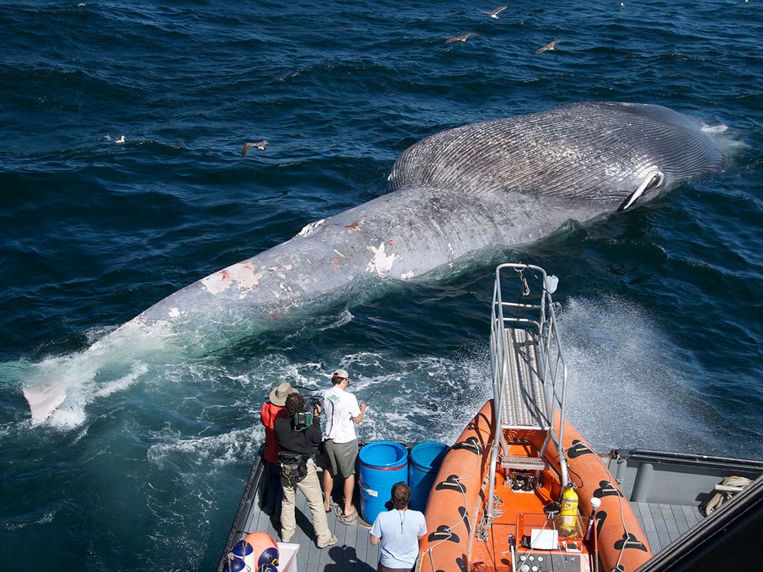 Dead Blue Whale