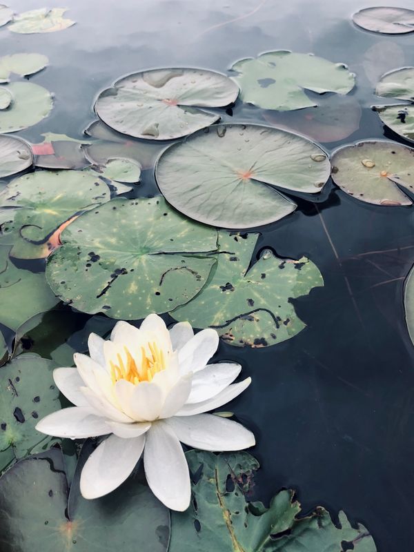 The peaceful water lily thumbnail