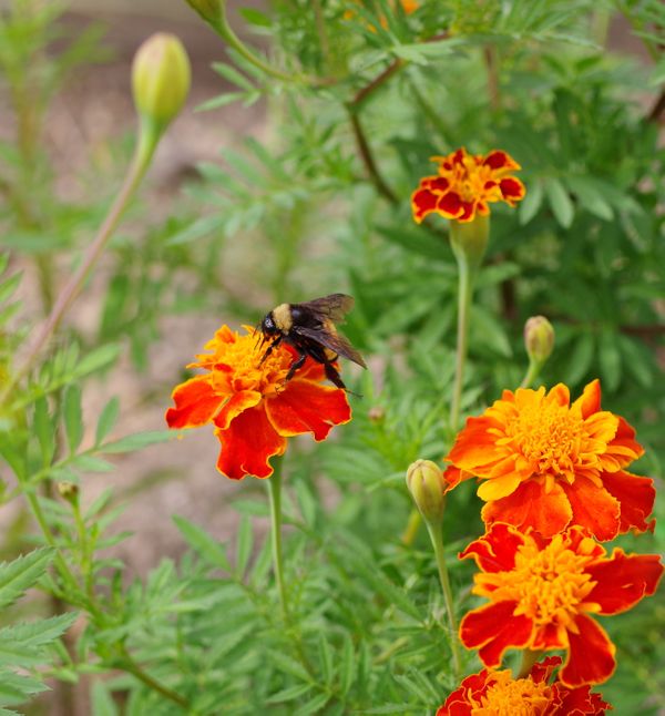 A Bumlebee sitting on a Marigold flower. thumbnail