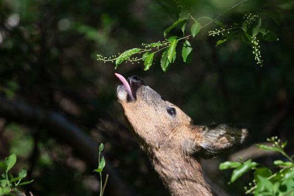 Deer stretching tongue out for leaves thumbnail