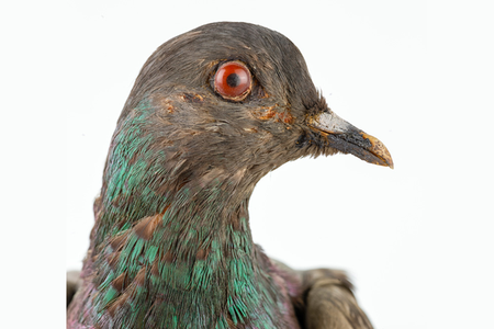 Cher Ami, April 1918–June 1919 