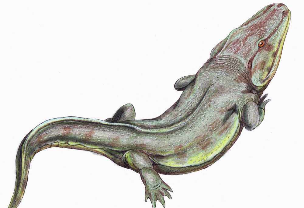 Rhinesuchus