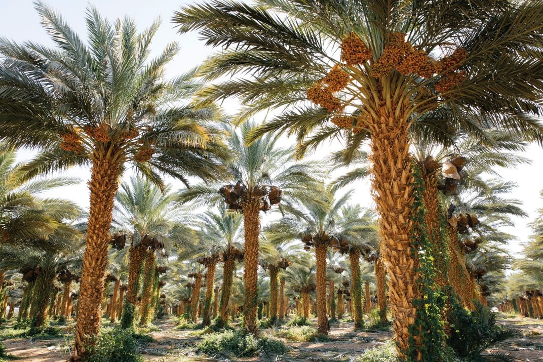 Israeli date palms heavy with fruit