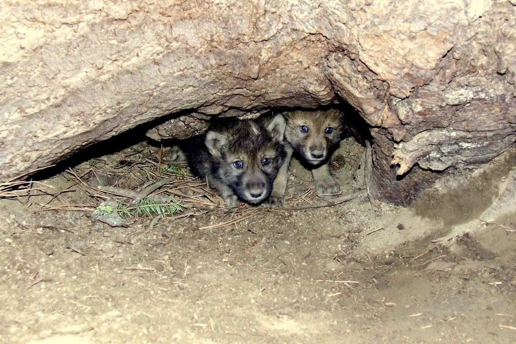 gray wolf pups