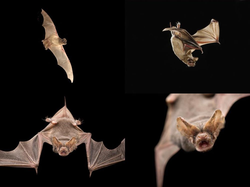 phenom-bats.jpg
