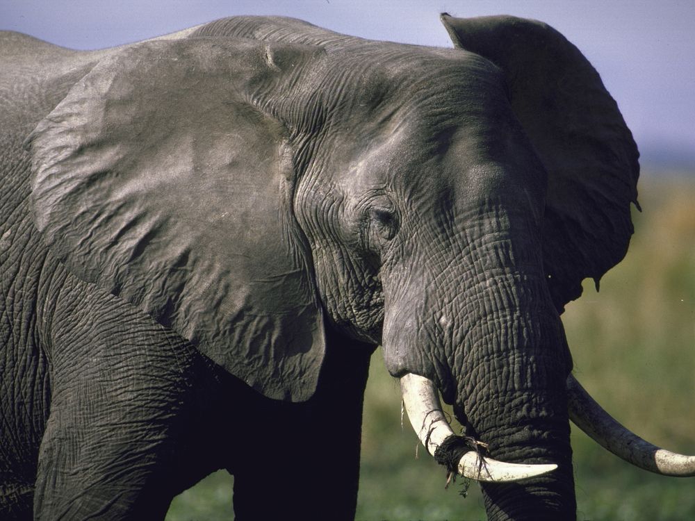A close-up of an African elephant