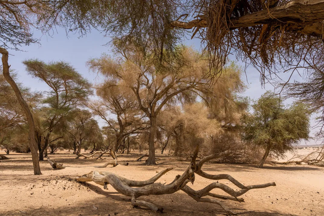 Drought-resistant acacias. Elsewhere in Chad, the tree’s sap, known as gum arabic, is harvested for use in food, cosmetics and other products.