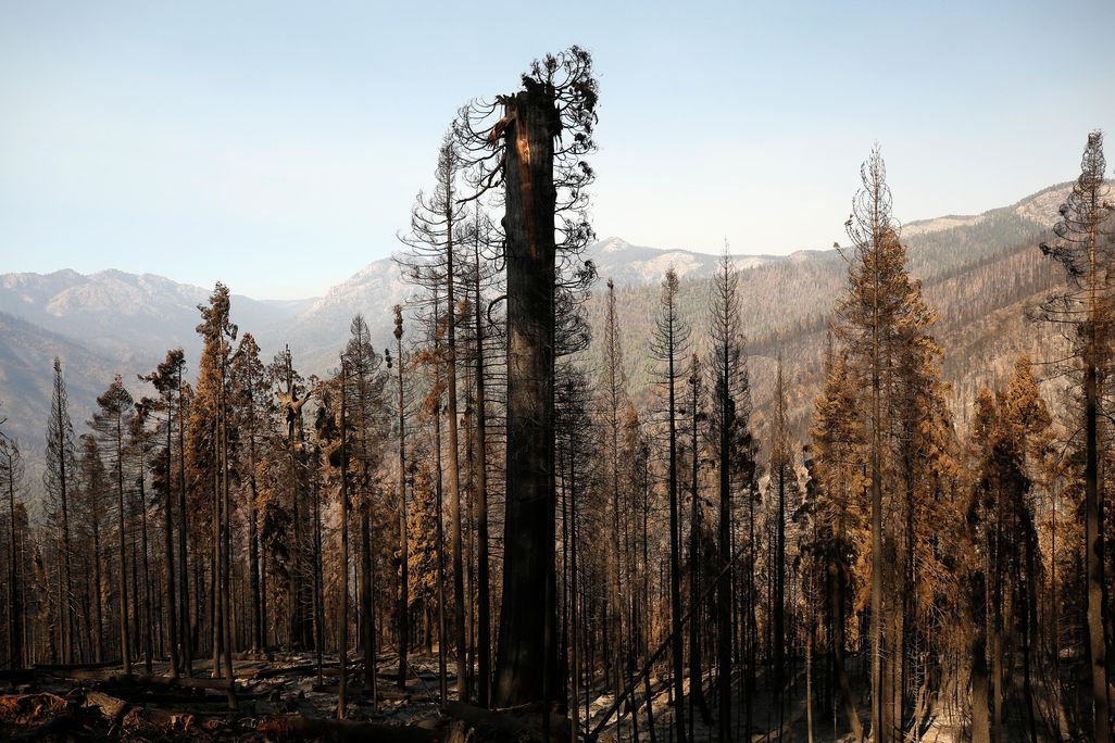 One giant Sequoia was decapitated (pictured center), the upper trunk and branches strewn at its base in a tangled heap in the 530 acres of the privately owned Alder Creek grove
