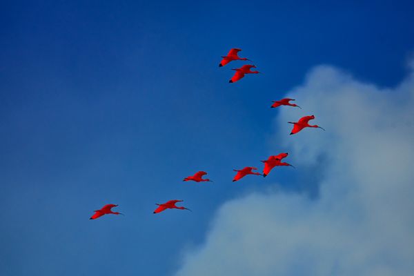 Scarlet Flight thumbnail