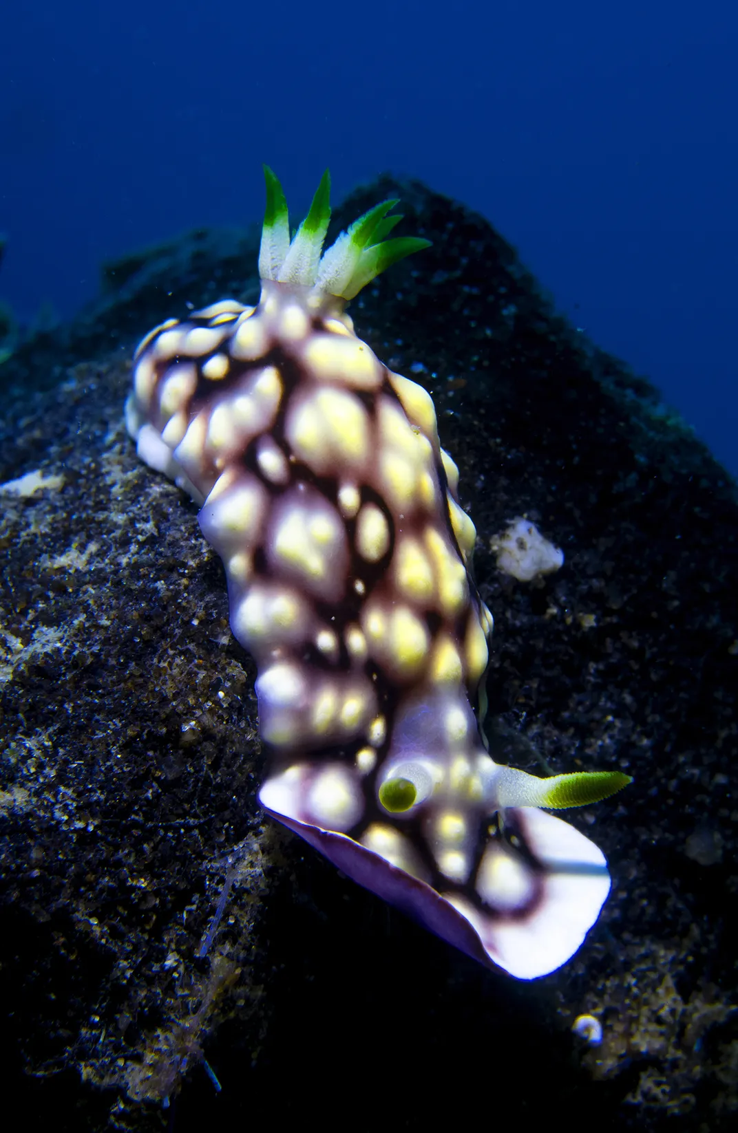 Goniobranchus geometricus resembles an inch-long purple pineapple under the sea. The green parts of the slug are its gills and sensory receptor organs.