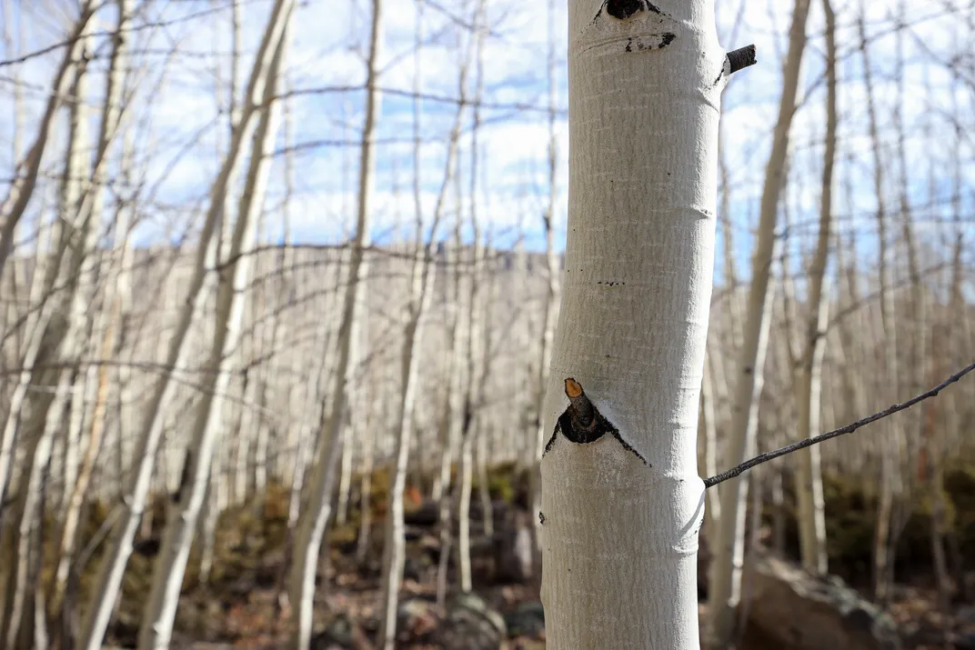 individual tree in Pando