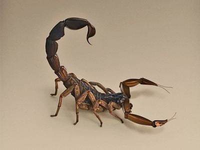 Orbus chirurgia, a scorpion used for semi automated and remote surgery.