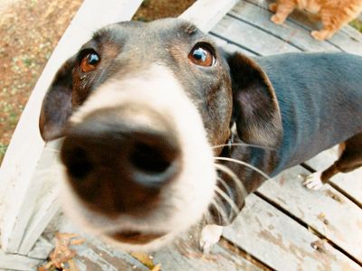 Dog flu spreads nose to nose. The virus can be eliminated by cleaning areas touched by potentially infected dogs. 