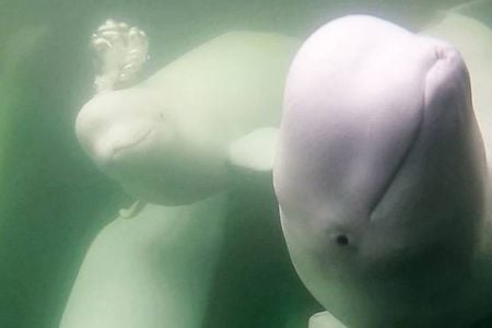 Footage of the beluga whales is captured by the beluga research vessel,&nbsp;Delphi,&nbsp;which uses two cameras, one underwater and one above deck to observe 55,000 beluga whales migrate to the Hudson Bay&#39;s shallow waters.