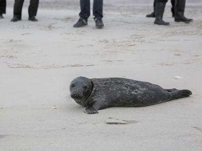 Peconic, a 3-month-old gray seal, makes his way back to the ocean.