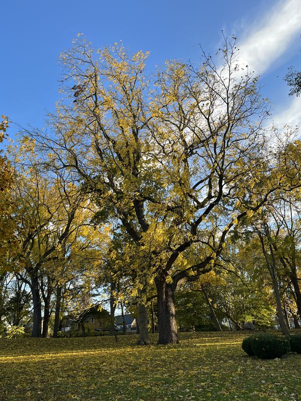 Centuries-old Black Walnut Tree at Buffalo NY ancient Indigenous graveyard thumbnail