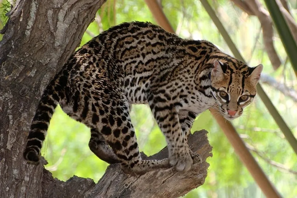 Ocelot on a branch