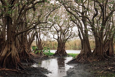 Custard apple trees—a freshwater version of mangroves once ringed Lake Okeechobee’s southern shore in a three-mile-wide belt. Today, barely 100 acres remain.