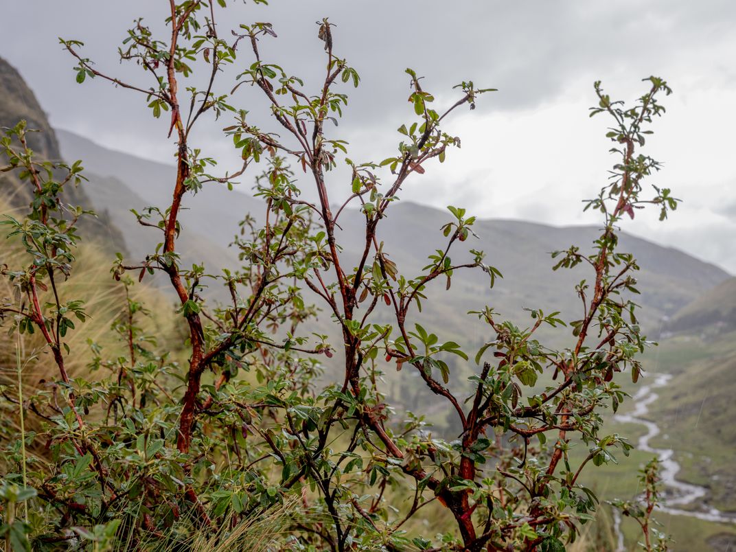 a shrub with red stems, small leaves and several branches on a mountainside
