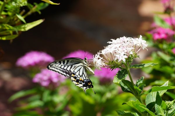 Swallowtail Butterfly feeds on Penta flowers in my garden. thumbnail