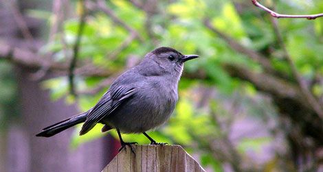 A view of the catbird's seat