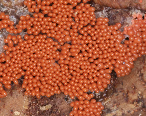 Bright Orange Slime Mold thumbnail