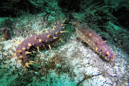 Since commercial harvesting of sea cucumbers began in British Columbia, indigenous people have grown more worried about the long-term sustainability of catching them. 