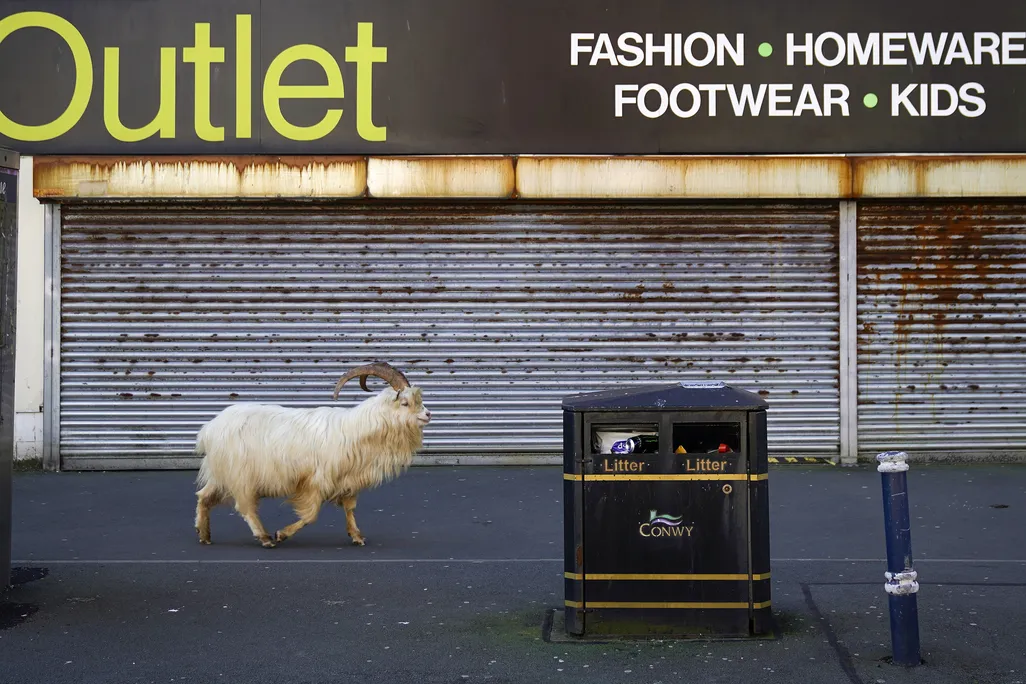 Goat in front of shuttered outlet store on street