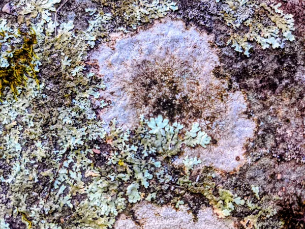 Lichen Flowers in Pastels thumbnail