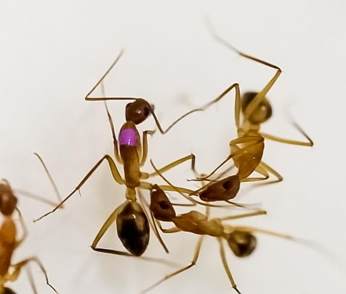 A video still of an ant biting off the leg of another