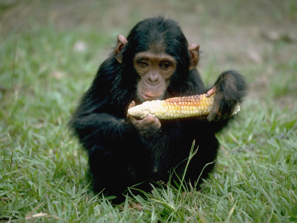 Chimpanzee Eating