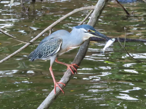 blue heron with fresh water sardine thumbnail