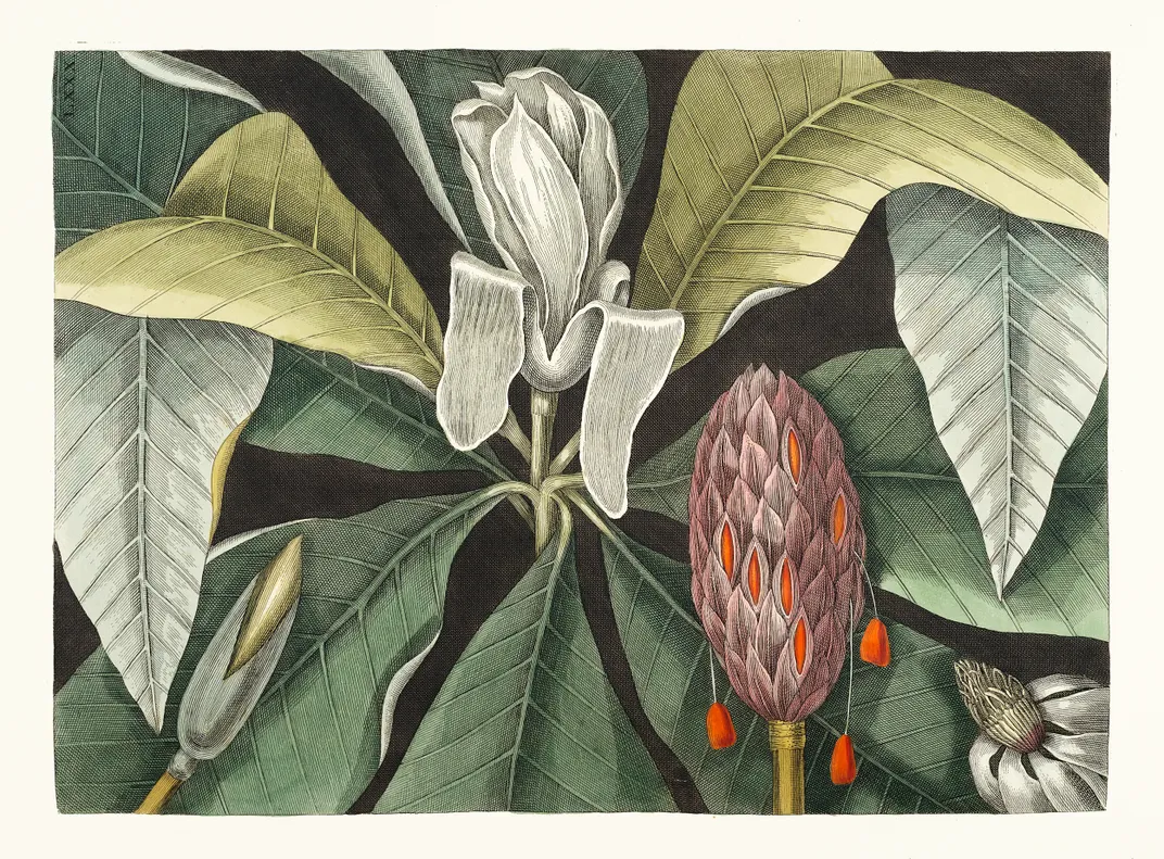 An illustration of a magnolia tree from Mark Catesby's The Natural History of Carolina, Florida and the Bahama Islands