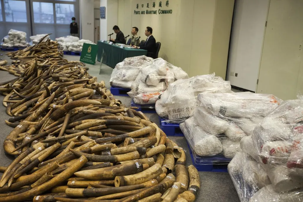 Poached Ivory