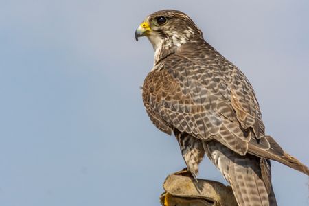 As a professional falconer, Rosen has trained all of her birds, which now number close to a dozen. Her brood includes Ziggy, a hybrid prairie-gyrfalcon. 