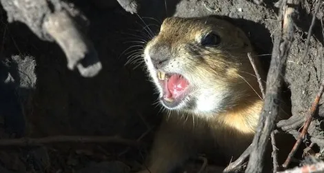 ground squirrels