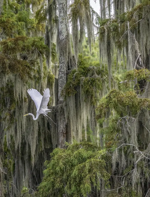Great White Egret flying past Cypress trees thumbnail
