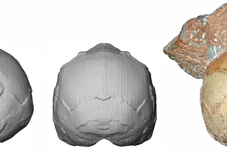 Apidima 1 and reconstruction.
