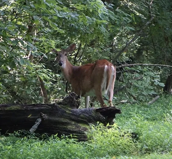 Deer in habitat thumbnail